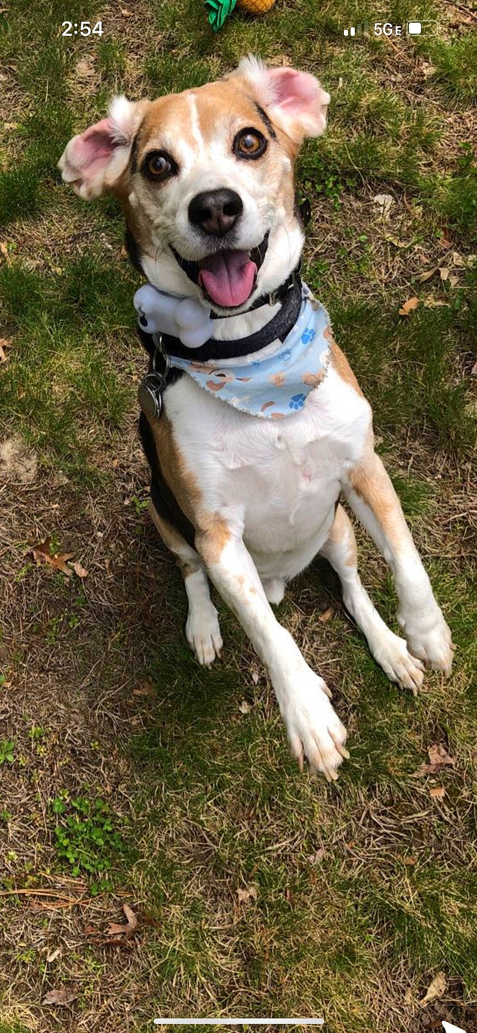 Sully joined the competition — help win amazing prizes! adventure, canidae, carnivore, collar, companion_dog, dog, dog_breed, dog_collar, dog_supply, fashion_accessory, fawn, grass, leash, pet_supply, plant, smile, snout, sporting_group, tail, working_dog