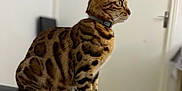 Mia participe au concours pour gagner de l'argent avec cette photo : cat, bengal_cat, animal, pet, feline, sitting, gray_couch, indoor, blurred_background, collar, side_view, spotted_fur, whiskers, ears, paws, domestic_animal, alert, fur_pattern, household, quiet