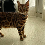 Mia a rejoint le concours — aidez-le/la à gagner de superbes lots ! bengal_cat, cat, pet, indoor, floor, tiled_floor, curtains, natural_light, pet_carrier, animal, feline, whiskers, alert, standing, collar, brown, black_spots, green_eyes, domestic_cat, home