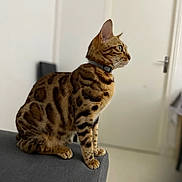 Tia a rejoint le concours — aidez-le/la à gagner de superbes lots ! cat, bengal_cat, tabby_pattern, striped_fur, sitting, paws, whiskers, collar, indoor, couch, armrest, door, blurred_background, shallow_depth_of_field, pet, feline, domestic_animal, portrait, curious, home_interior