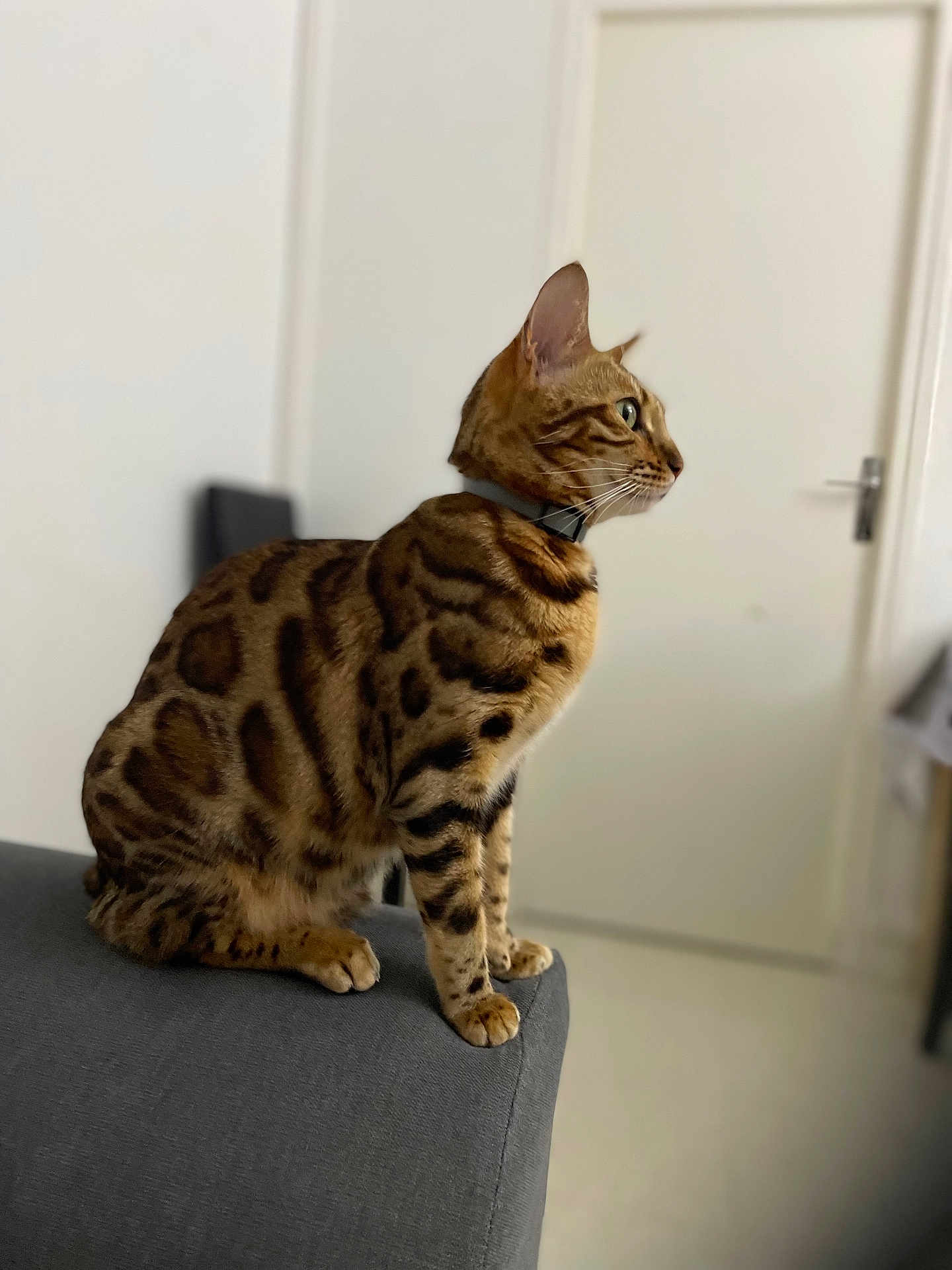 Tia a rejoint le concours — aidez-le/la à gagner de superbes lots ! cat, bengal_cat, tabby_pattern, striped_fur, sitting, paws, whiskers, collar, indoor, couch, armrest, door, blurred_background, shallow_depth_of_field, pet, feline, domestic_animal, portrait, curious, home_interior