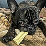 animal, blanket, bone, brown, chewing, close_up, companion, cozy, cute, dog, domestic, ears, french_bulldog, fur, indoor, paw, pet, relaxed, resting, snout