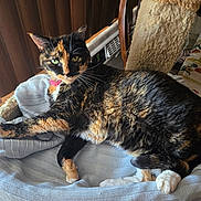 Twiggy is registered to the contest to win money with this photo: cat, tortoiseshell_cat, pet, indoor, knitted_blanket, cat_tree, wooden_blinds, natural_light, green_eyes, furniture, tablecloth, floral_pattern, relaxed, cozy, fur, whiskers, paw, resting, domestic_animal, animal