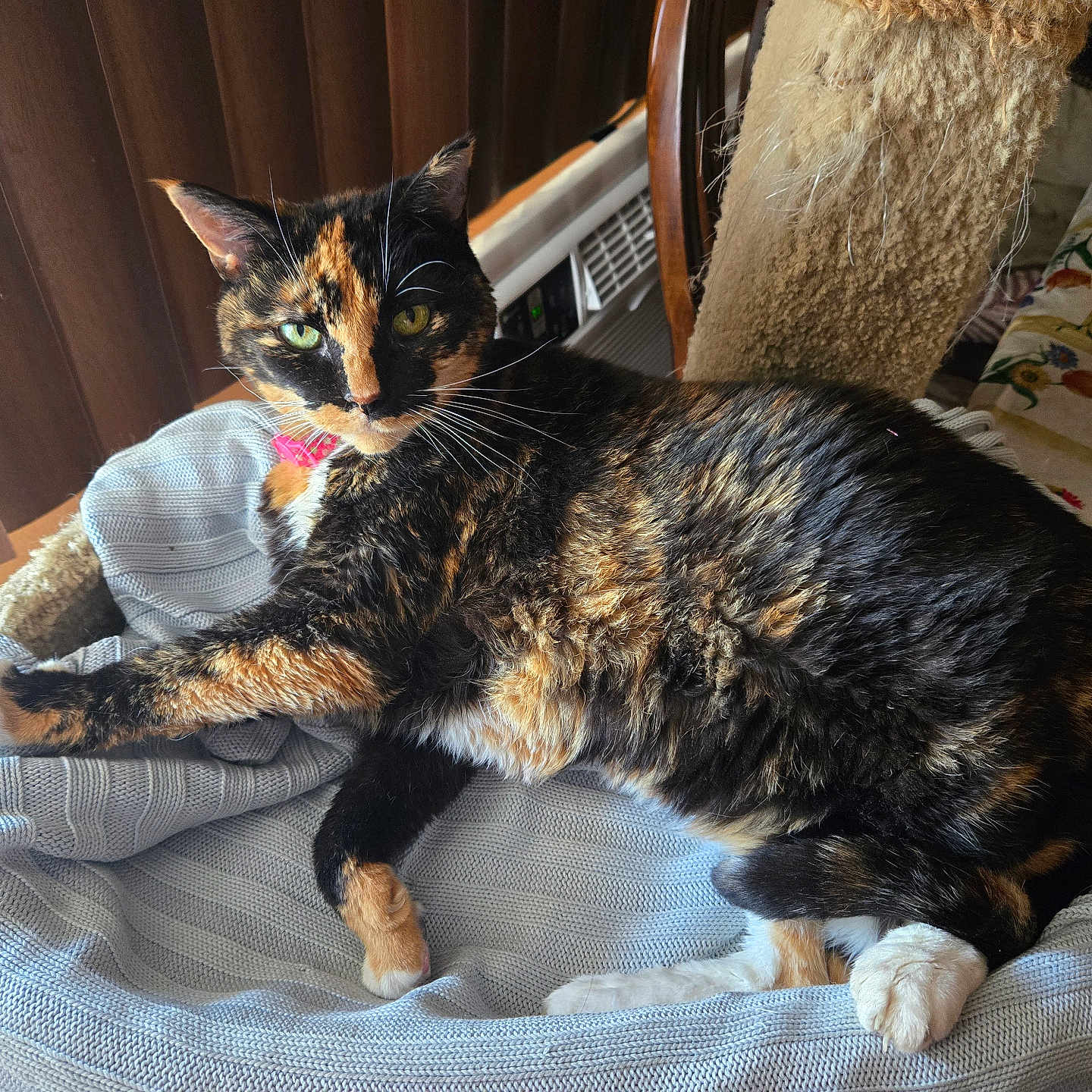 Twiggy is registered to the contest to win money with this photo: animal, cat, cat_tree, cozy, domestic_animal, floral_pattern, fur, furniture, green_eyes, indoor, knitted_blanket, natural_light, paw, pet, relaxed, resting, tablecloth, tortoiseshell_cat, whiskers, wooden_blinds