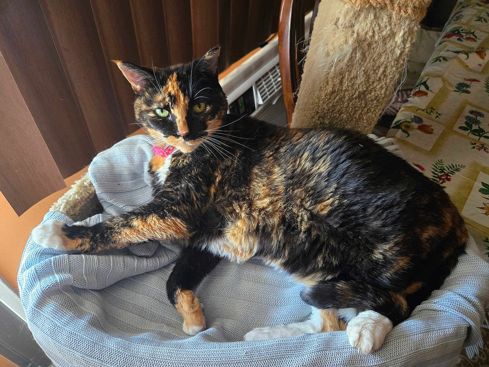 Twiggy is registered to the contest to win money with this photo: cat, tortoiseshell_cat, pet, indoor, knitted_blanket, cat_tree, wooden_blinds, natural_light, green_eyes, furniture, tablecloth, floral_pattern, relaxed, cozy, fur, whiskers, paw, resting, domestic_animal, animal
