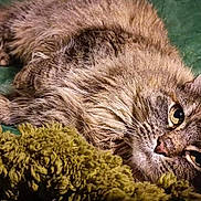 Freckles is registered to the contest to win money with this photo: cat, tabby, animal, pet, fur, sleepy, relaxed, indoor, blanket, green, cozy, whiskers, ears, face, closeup, feline, mammal, cute, resting, comfort