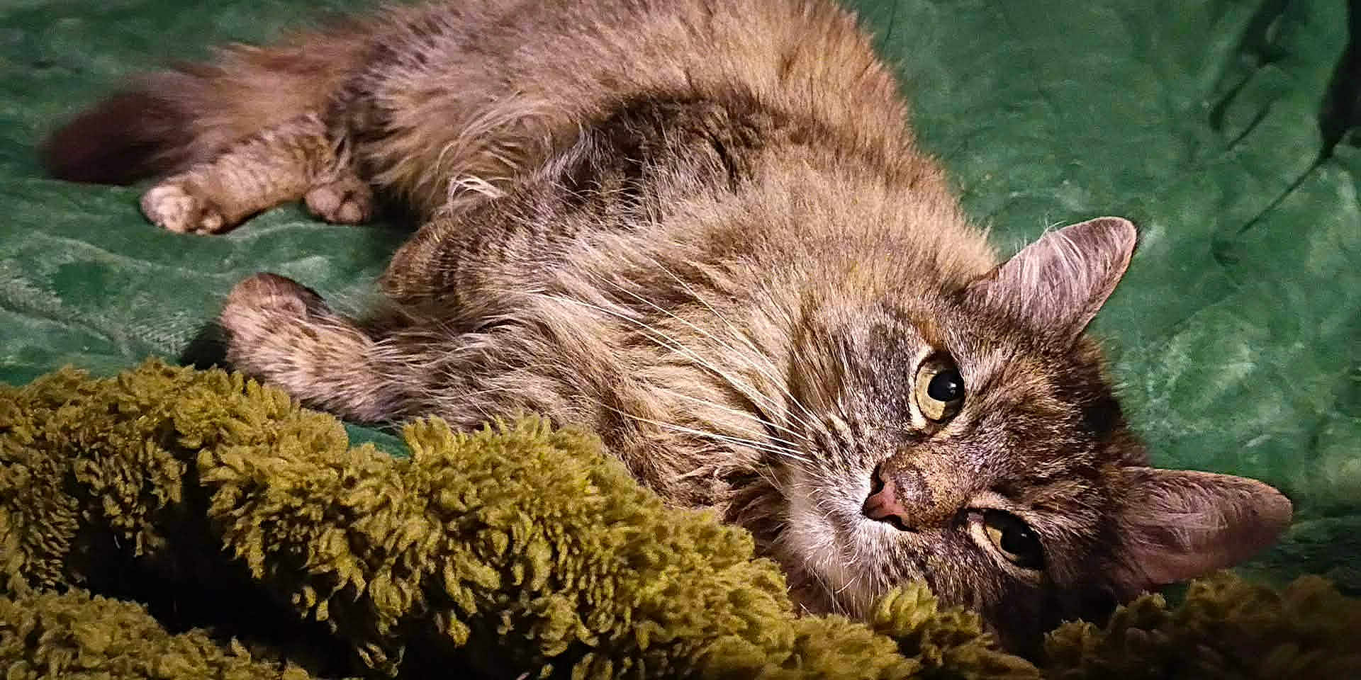 Freckles is registered to the contest to win money with this photo: cat, tabby, animal, pet, fur, sleepy, relaxed, indoor, blanket, green, cozy, whiskers, ears, face, closeup, feline, mammal, cute, resting, comfort