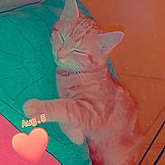 Simba participe au concours pour gagner de l'argent avec cette photo : carnivore, cat, felidae, kitten, pink, small_to_medium_sized_cats, tail, whiskers