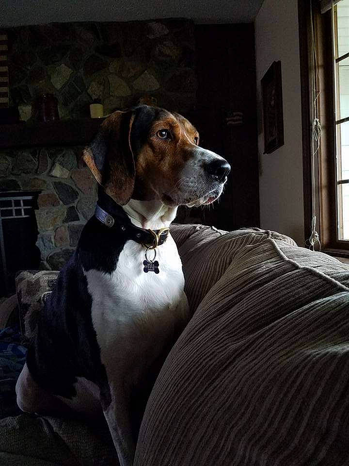 Chance is registered to the contest to win money with this photo: canidae, carnivore, collar, comfort, companion_dog, dog, dog_breed, dog_collar, dog_supply, fawn, gun_dog, hound, liver, pet_supply, scent_hound, snout, sporting_group, whiskers, window, working_animal