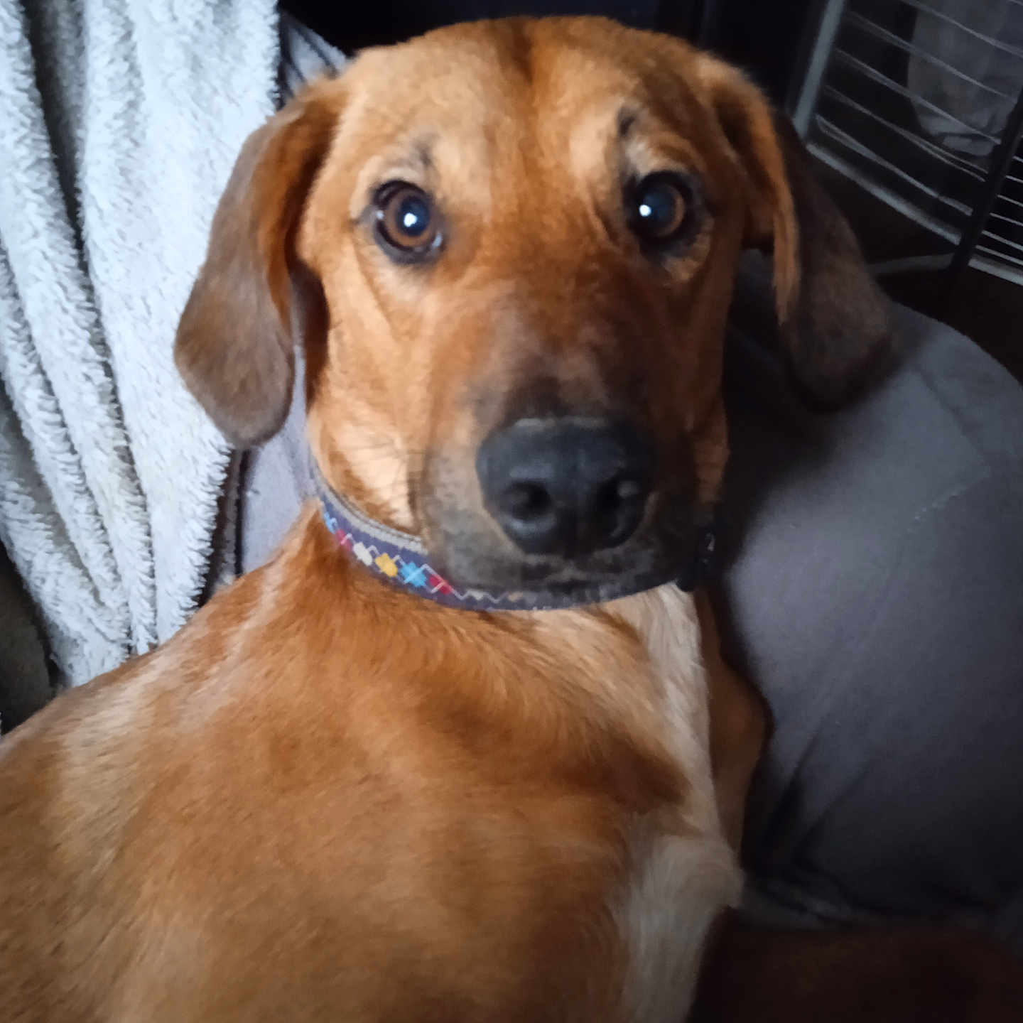 Fripouille a rejoint le concours — aidez-le/la à gagner de superbes lots ! accessories, animal, armchair, beagle, boxer, bulldog, canine, chair, collar, cushion, dog, furniture, greatdane, homedecor, hound, labradorretriever, pet, pointer, puppy, snout