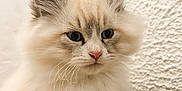 Aslan participe au concours pour gagner de l'argent avec cette photo : kitten, cat, fluffy, blue_eyes, fur, pet, animal, cute, portrait, indoors, wall, texture, soft, young, whiskers, ears, nose, feline, closeup, cozy