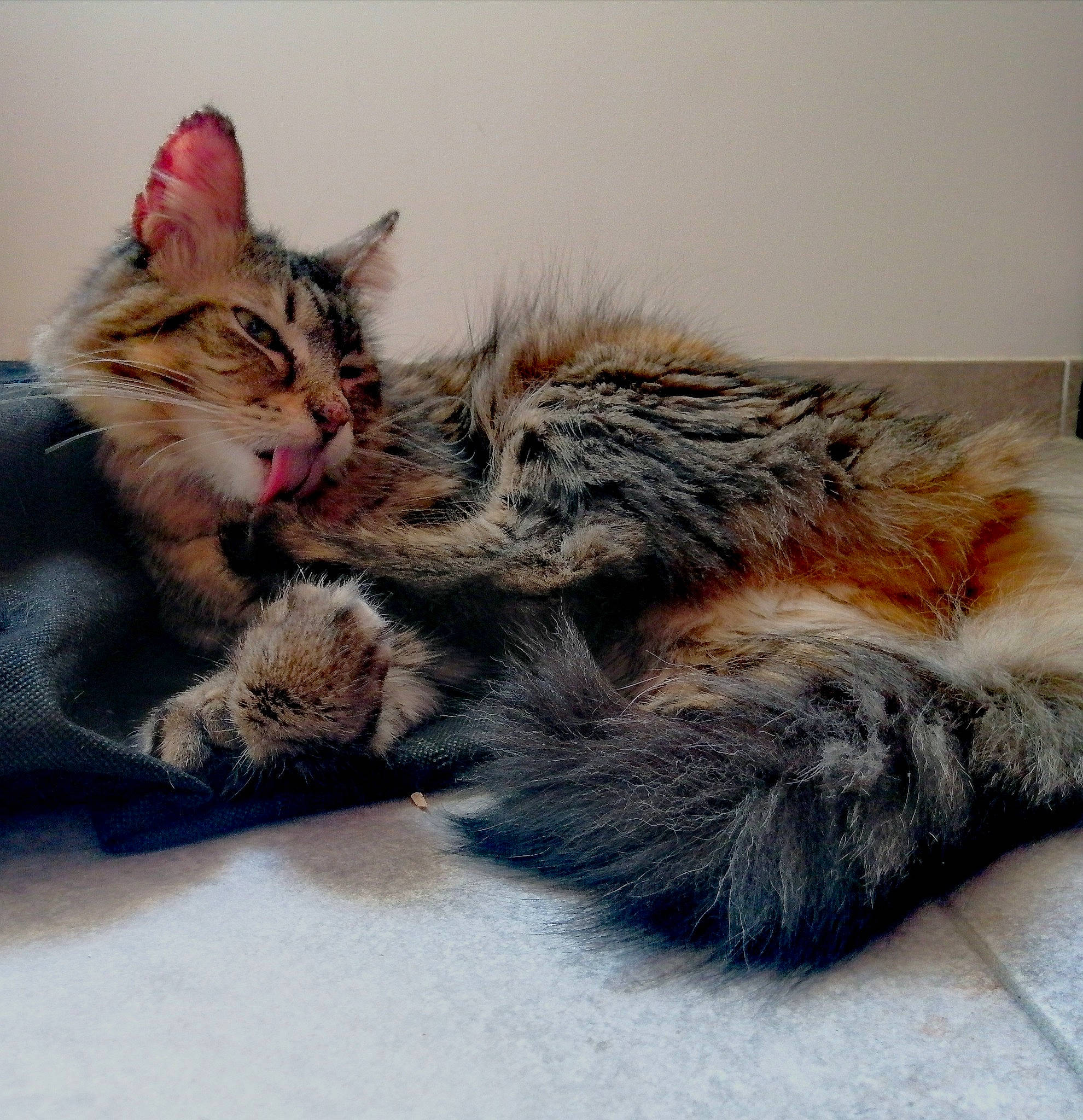 Chat a rejoint le concours — aidez-le/la à gagner de superbes lots ! carnivore, cat, claw, comfort, domestic_short_haired_cat, ear, eye, felidae, foot, fur, gesture, mammal, nap, natural_material, paw, small_to_medium_sized_cats, snout, tail, vertebrate, whiskers