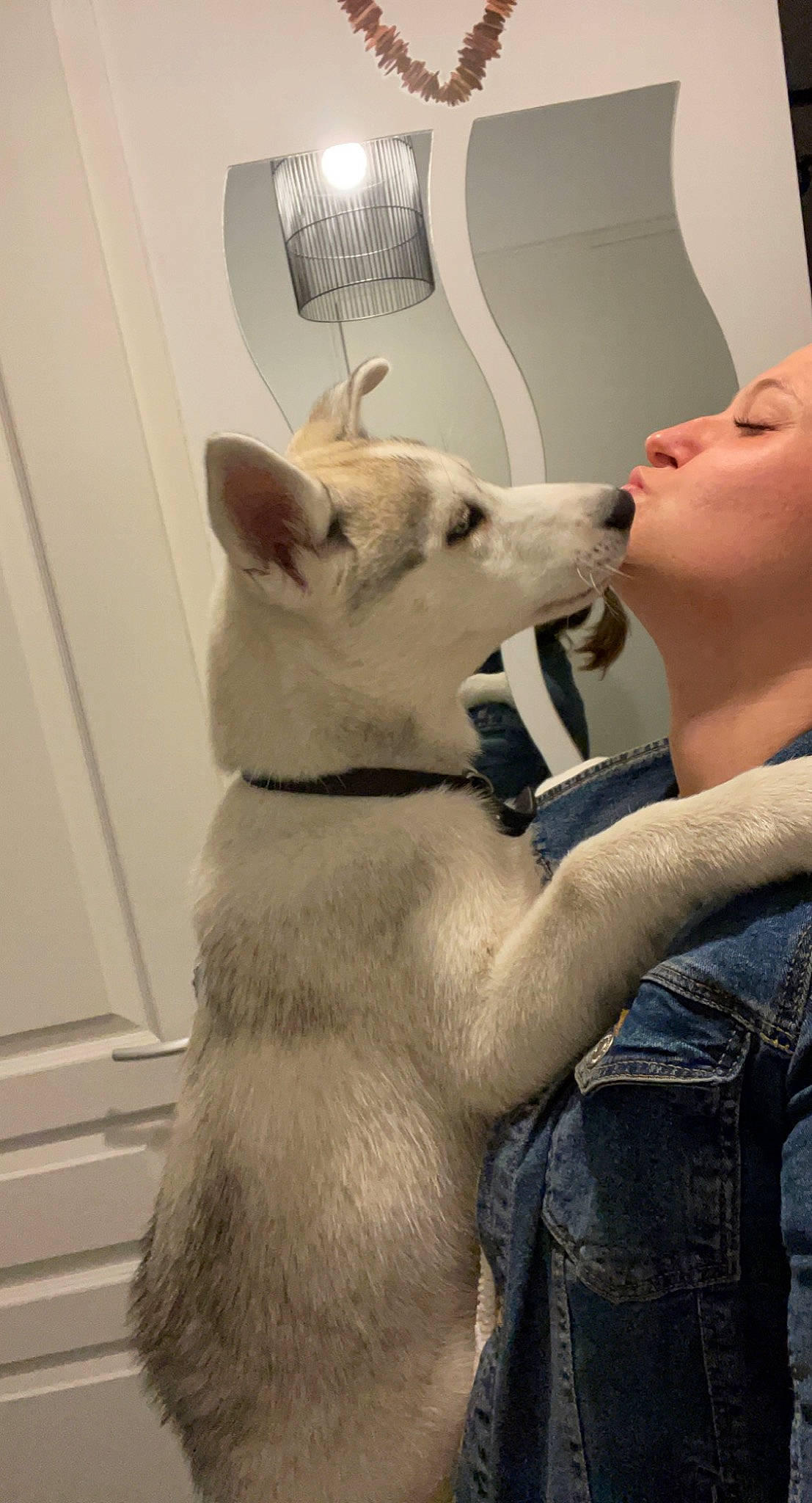 Snow a rejoint le concours — aidez-le/la à gagner de superbes lots ! carnivore, companion_dog, denim, dog, dog_breed, eyelash, fawn, felidae, fur, gesture, home_appliance, lampshade, mammal, mechanical_fan, paw, small_to_medium_sized_cats, snout, tail, vertebrate, whiskers