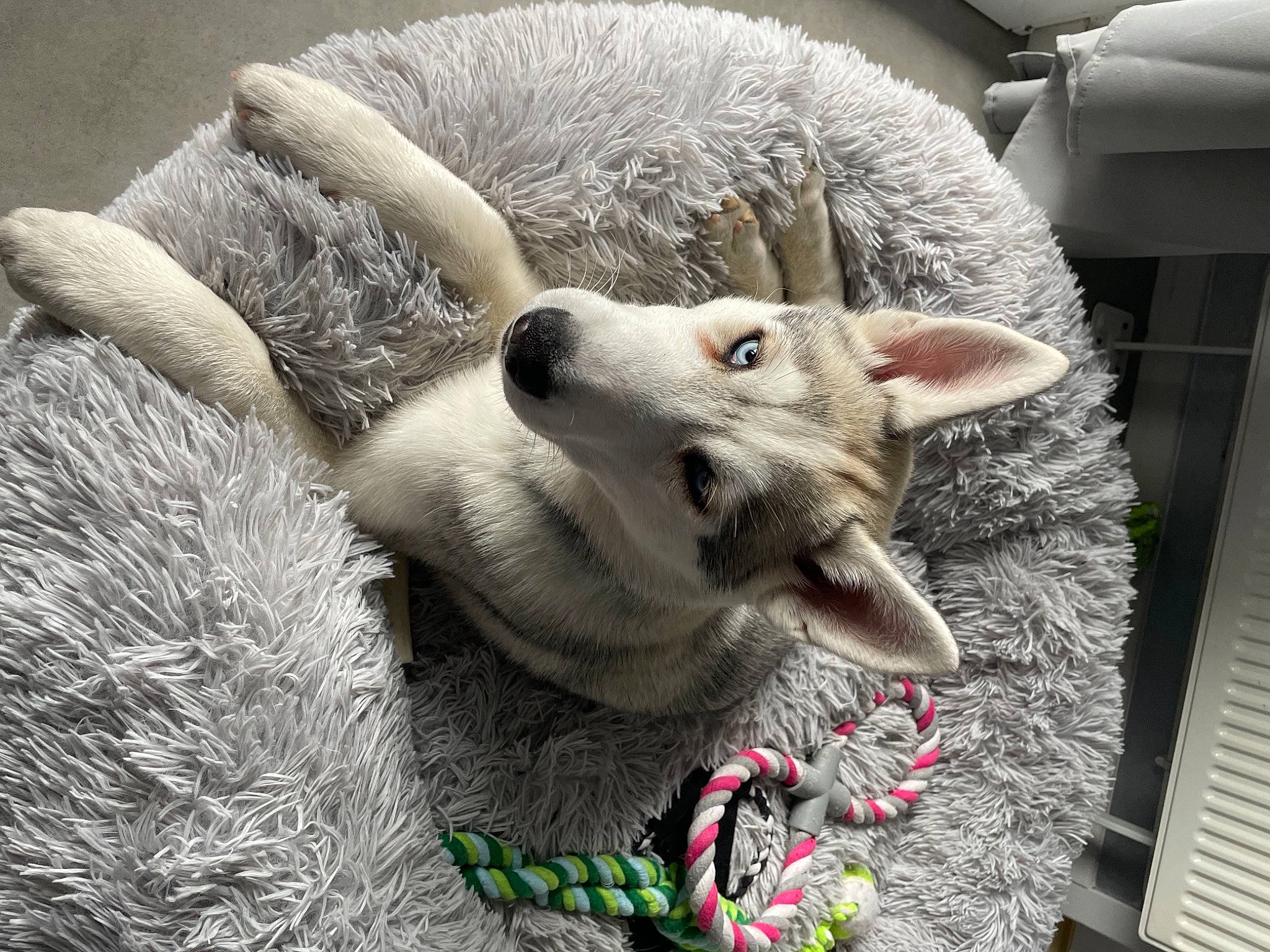 Snow participe au concours pour gagner de l'argent avec cette photo : american_eskimo_dog, canis, carnivore, comfort, companion_dog, dog, dog_breed, domestic_short_haired_cat, fawn, felidae, fur, grey, pattern, paw, small_to_medium_sized_cats, snout, sporting_group, whiskers, wildlife, wolf