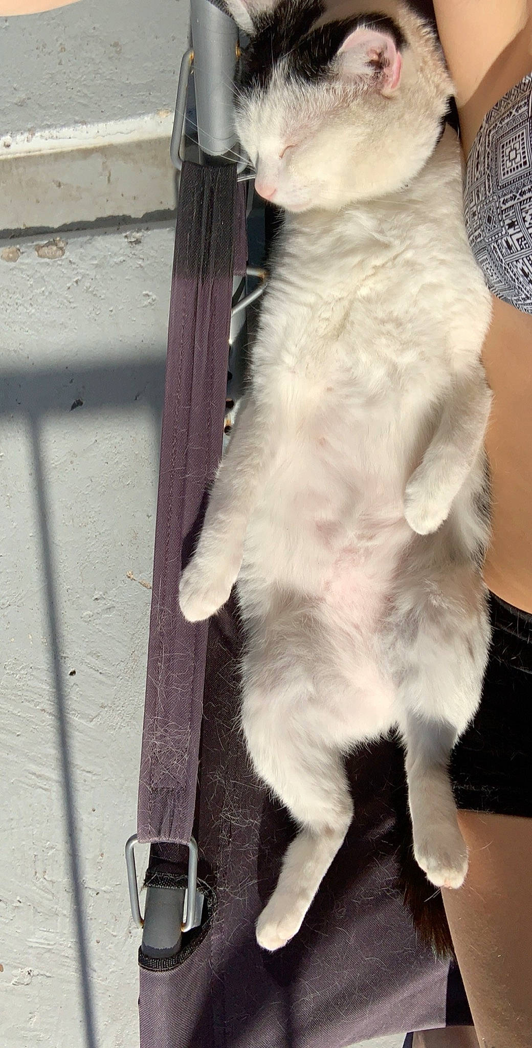 Jagger a rejoint le concours — aidez-le/la à gagner de superbes lots ! carnivore, cat, claw, companion_dog, dog_breed, domestic_short_haired_cat, door, fawn, felidae, foot, fur, paw, small_to_medium_sized_cats, stuffed_toy, tail, teddy_bear, toy, whiskers, wood