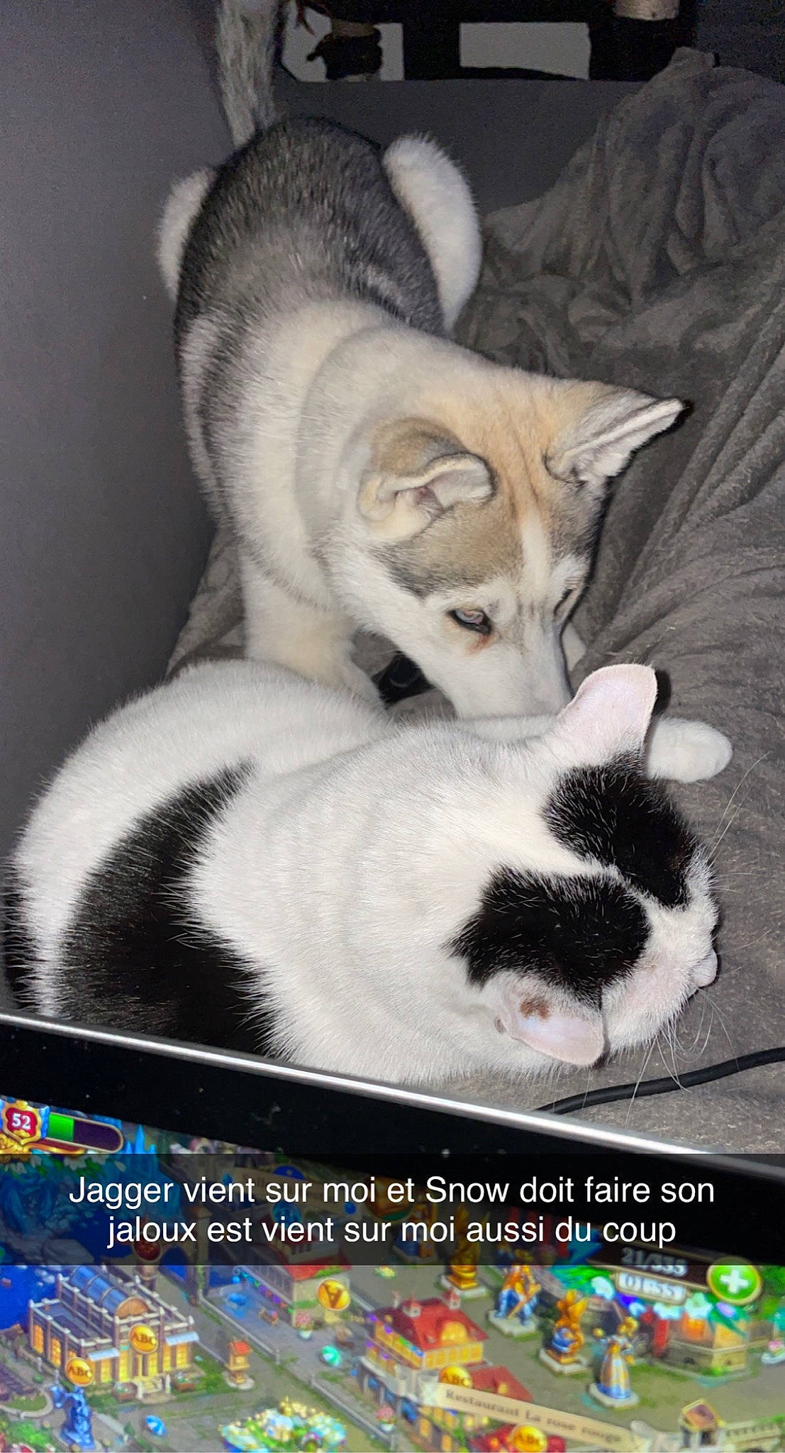 Jagger a rejoint le concours — aidez-le/la à gagner de superbes lots ! art, carnivore, cat, cat_supply, comfort, domestic_short_haired_cat, felidae, font, fur, paw, photo_caption, small_to_medium_sized_cats, tail, terrestrial_animal, whiskers