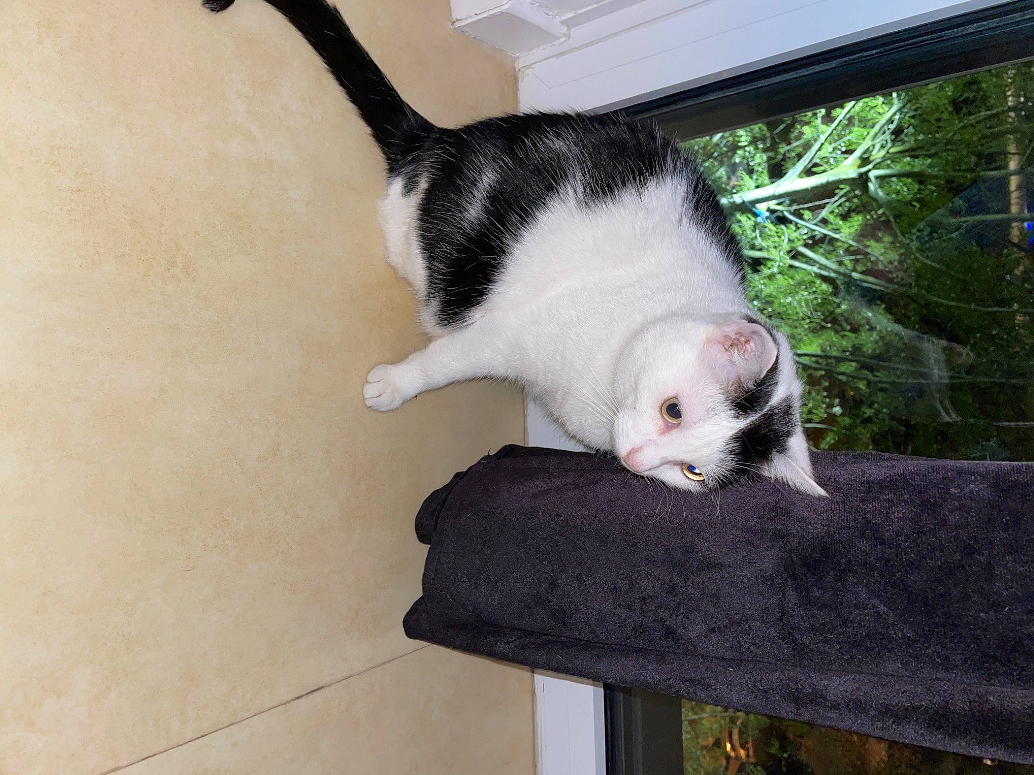 Jagger participe au concours pour gagner de l'argent avec cette photo : canidae, carnivore, cat, comfort, domestic_short_haired_cat, eye, felidae, fur, paw, plant, sitting, small_to_medium_sized_cats, tail, tree, whiskers, wood