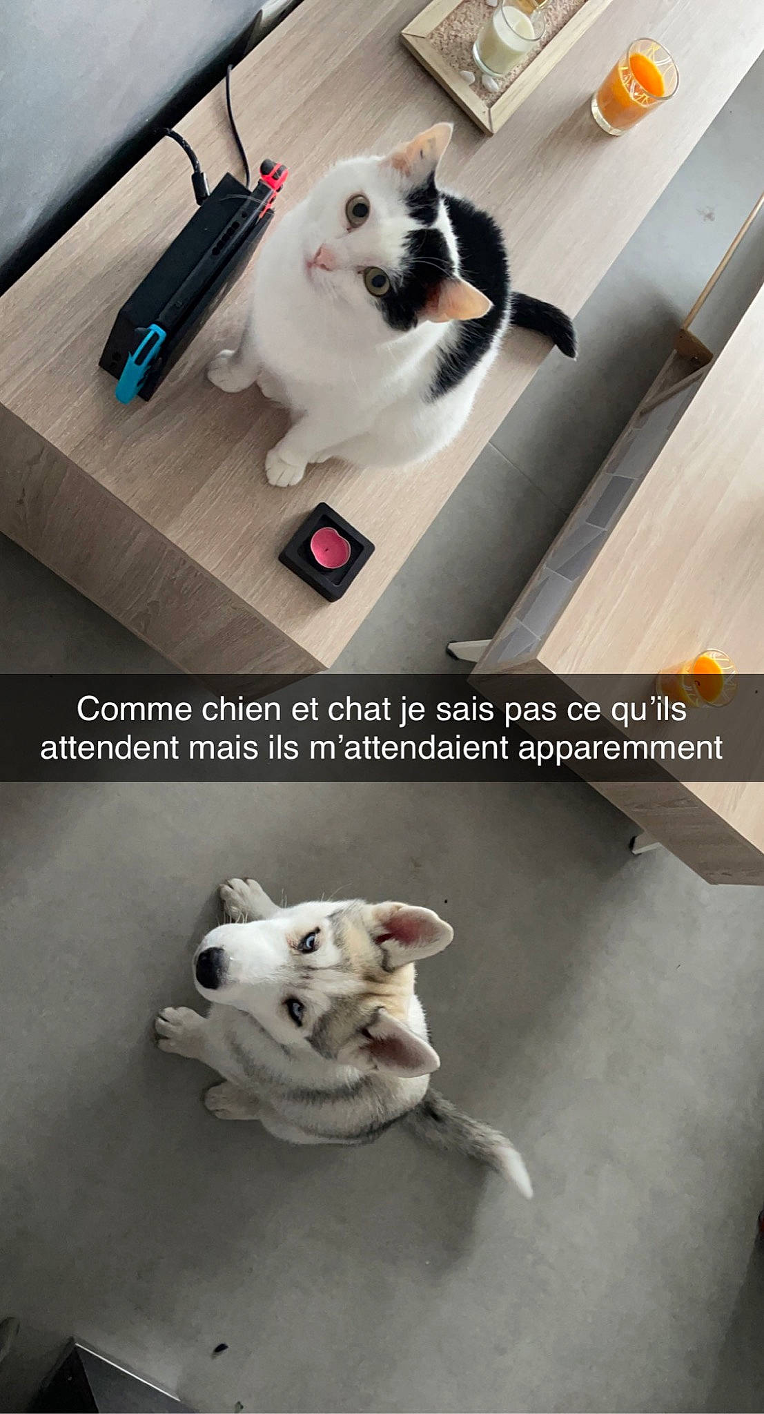 Jagger participe au concours pour gagner de l'argent avec cette photo : bag, canidae, carnivore, cat, companion_dog, dog, dog_breed, felidae, flooring, font, fur, luggage_and_bags, mammal, photo_caption, photograph, product, small_to_medium_sized_cats, whiskers, white, working_animal