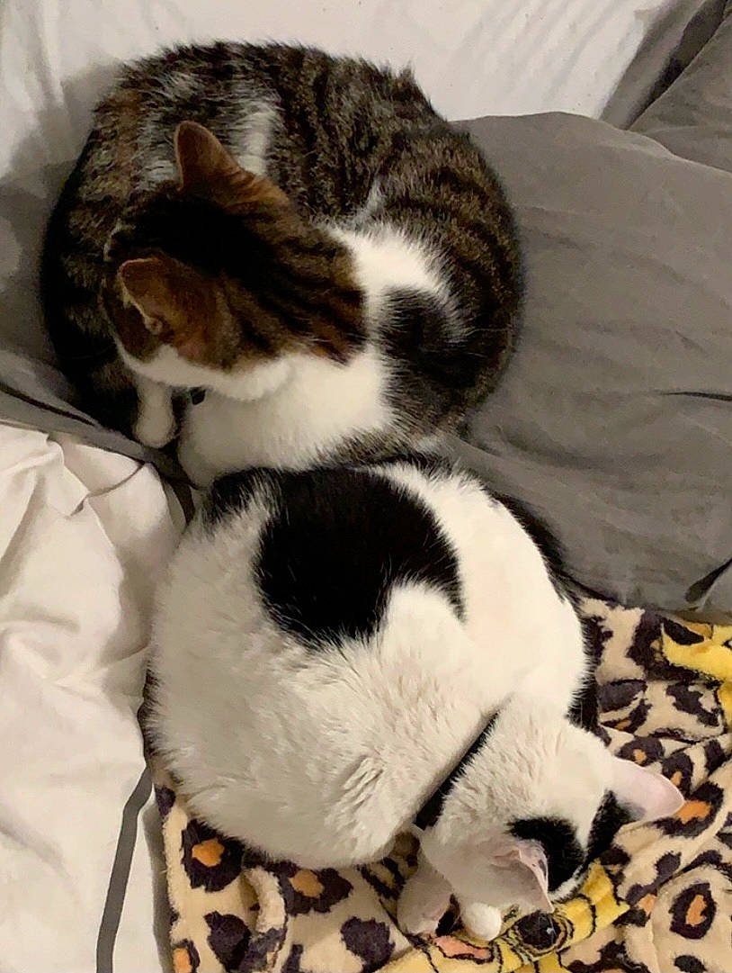 Audi participe au concours pour gagner de l'argent avec cette photo : canidae, carnivore, cat, claw, comfort, domestic_short_haired_cat, felidae, fur, linens, paw, small_to_medium_sized_cats, snout, tail, terrestrial_animal, textile, whiskers