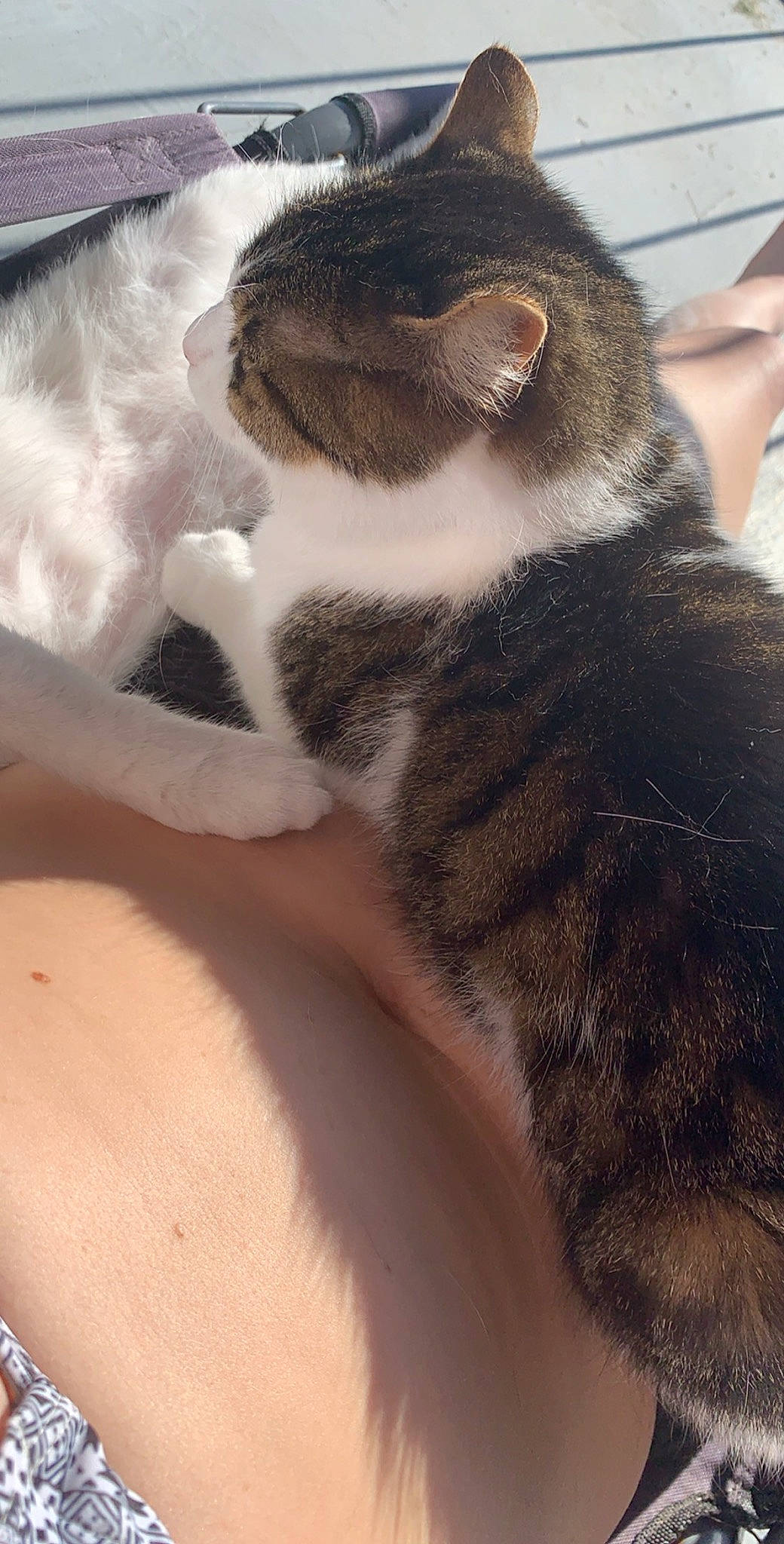 Audi a rejoint le concours — aidez-le/la à gagner de superbes lots ! carnivore, cat, claw, comfort, domestic_short_haired_cat, felidae, finger, foot, fur, gesture, human_leg, nail, nap, paw, small_to_medium_sized_cats, snout, tail, terrestrial_animal, whiskers