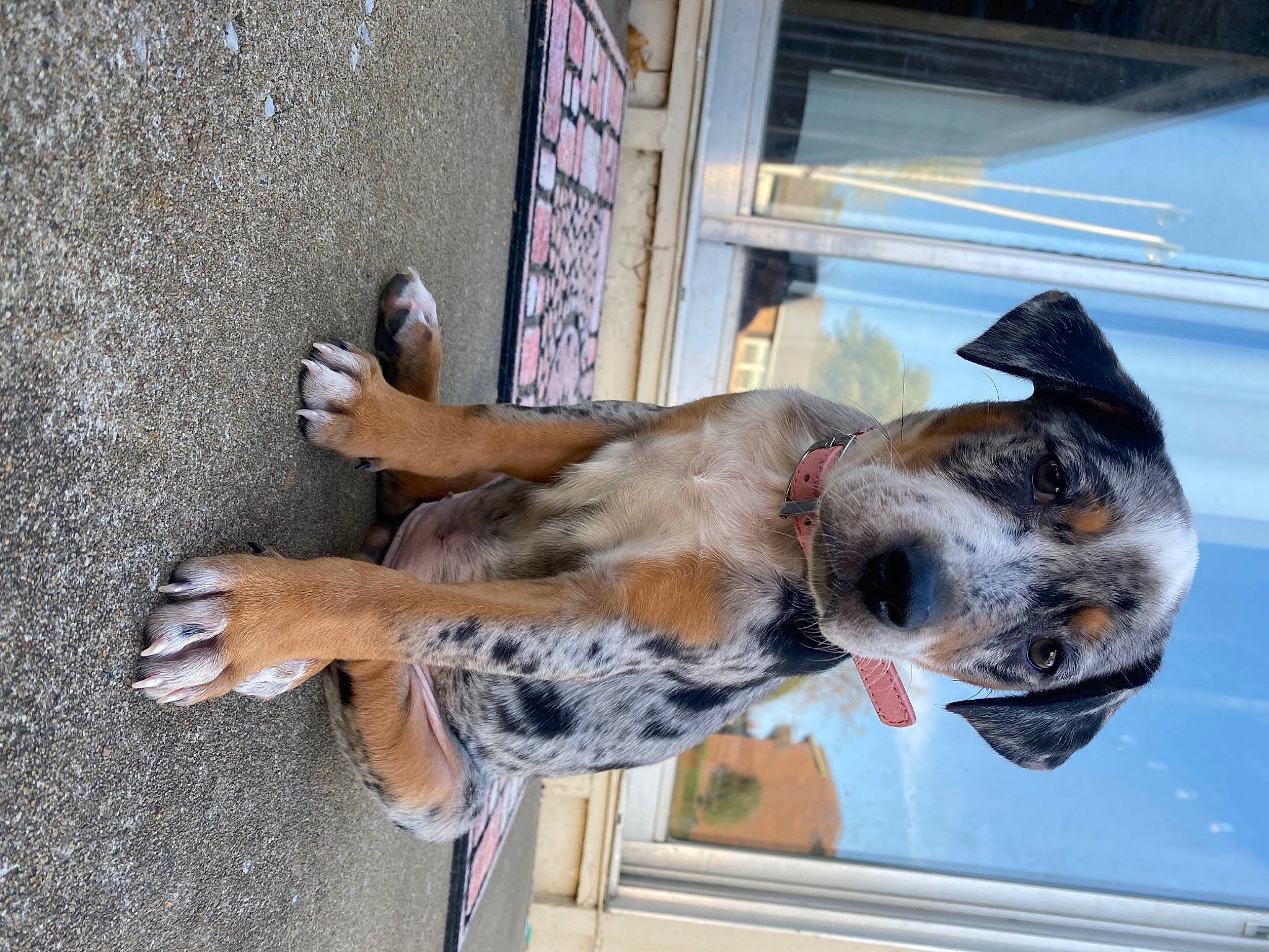Mazie May is registered to the contest to win money with this photo: australian_cattle_dog, canidae, carnivore, dog, dog_breed, fawn, sporting_group, street_dog