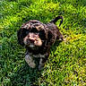 Oliver joined the competition — help win amazing prizes! adorable, animal, cute, daylight, dog, eyes, fur, grass, green, mammal, nature, nose, outdoor, pet, playful, puppy, small, sunlight, walking, young