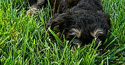 Oliver joined the competition — help win amazing prizes! adorable, animal, canine, closeup, curious, dog, eyes, field, fur, grass, greenery, hiding, lying_down, nature, outdoor, pet, playful, puppy, summer, young_dog