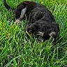 adorable, animal, canine, closeup, curious, dog, eyes, field, fur, grass, greenery, hiding, lying_down, nature, outdoor, pet, playful, puppy, summer, young_dog