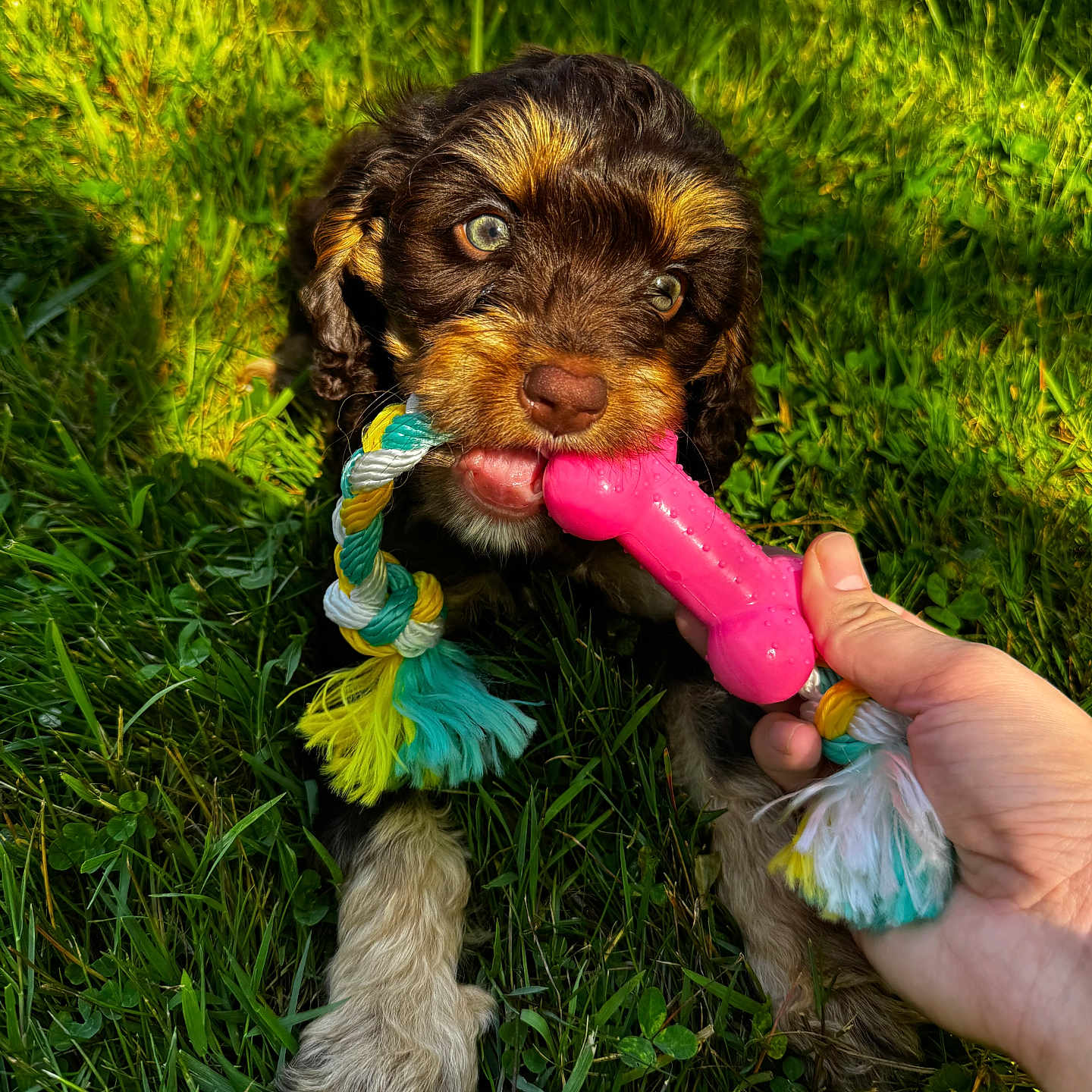 Oliver joined the competition — help win amazing prizes! animal, chewing, cute, dog, fur, grass, greenery, hand, mouth, nature, outdoor, pet, playful, playtime, puppy, rope_toy, summer, sunlight, toy, young_dog