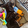 Oliver is registered to the contest to win money with this photo: animal, blue_toy, carpet, chair, cozy, cute, dog_bed, fur, indoor, pattern, paw, pet, pink_bone_toy, plush_toy, puppy, relaxed, rope_toy, sleeping, wood, yellow_toy