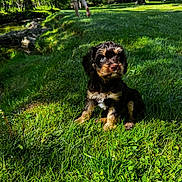 Oliver joined the competition — help win amazing prizes! adorable, animal, cute, dog, forest, fur, grass, greenery, leafy, nature, outdoor, pet, playful, puppy, sitting, small, stream, sunlight, water, young