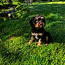 adorable, animal, cute, dog, forest, fur, grass, greenery, leafy, nature, outdoor, pet, playful, puppy, sitting, small, stream, sunlight, water, young