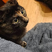 Vermine participe au concours pour gagner de l'argent avec cette photo : animal, blanket, cat, close_up, companion, cozy, curious, cute, domestic, ears, eyes, feline, floor, fur, indoor, looking_up, pet, soft, tortoiseshell_cat, whiskers