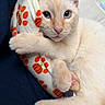 Jaspurr is registered to the contest to win money with this photo: cat, cream_colored, blue_eyes, pillow, pumpkin_pattern, hugging, cozy, close_up, soft_fur, pink_paw_pads, indoor, pet, cute, relaxed, looking_at_camera, resting, animal, feline, comfortable, warm_lighting