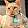 Jaspurr