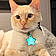 Jaspurr