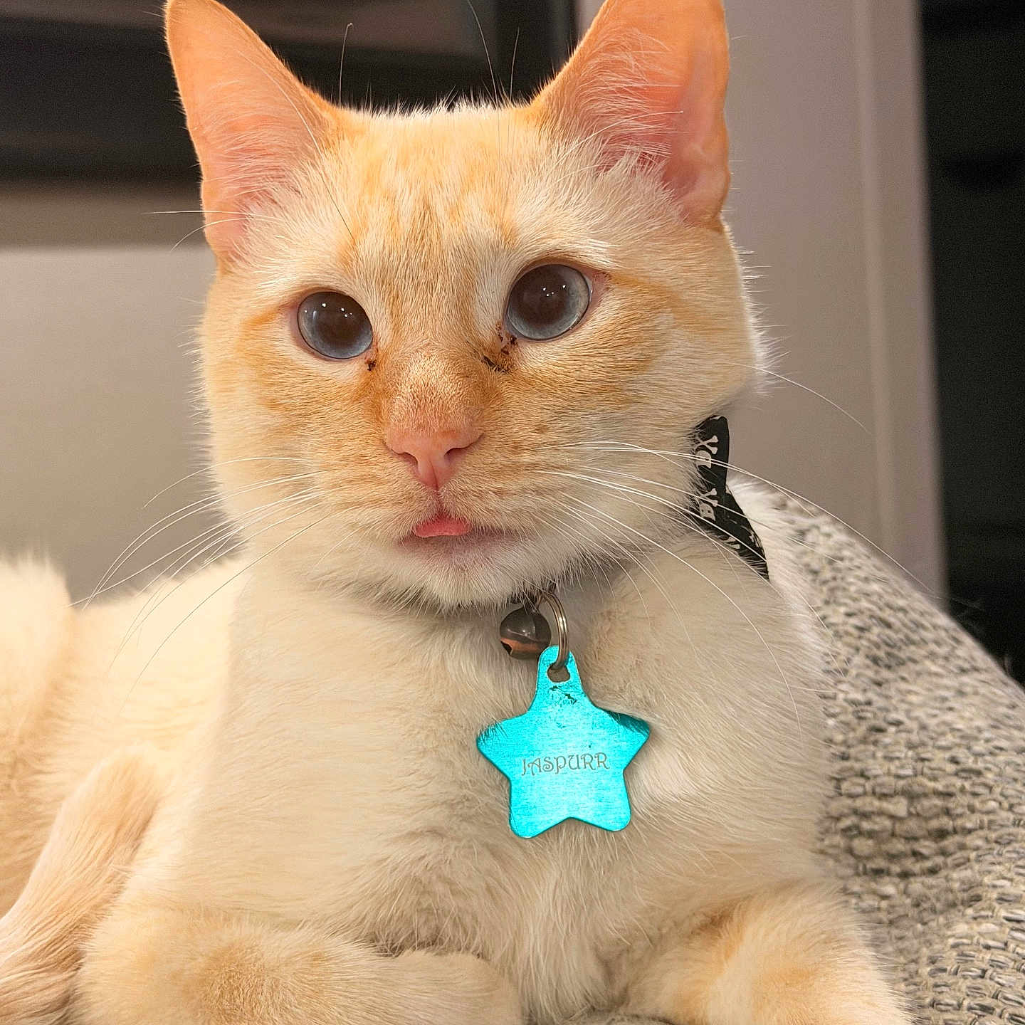 Jaspurr