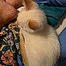 Jaspurr is registered to the contest to win money with this photo: cat, fluffy, cream_color, animal, hand, blanket, floral_pattern, blue_clothing, texture, cozy, resting, pet, fur, close_up, indoor, comfort, human_hand, soft, warm_lighting, fabric