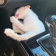 Jaspurr is registered to the contest to win money with this photo: kitten, cat, car_interior, center_console, white_fur, paw, cute, pet, animal, nibbling, small, feline, leather, gear_shift, button_panel, black, cozy, adorable, domestic_cat, resting