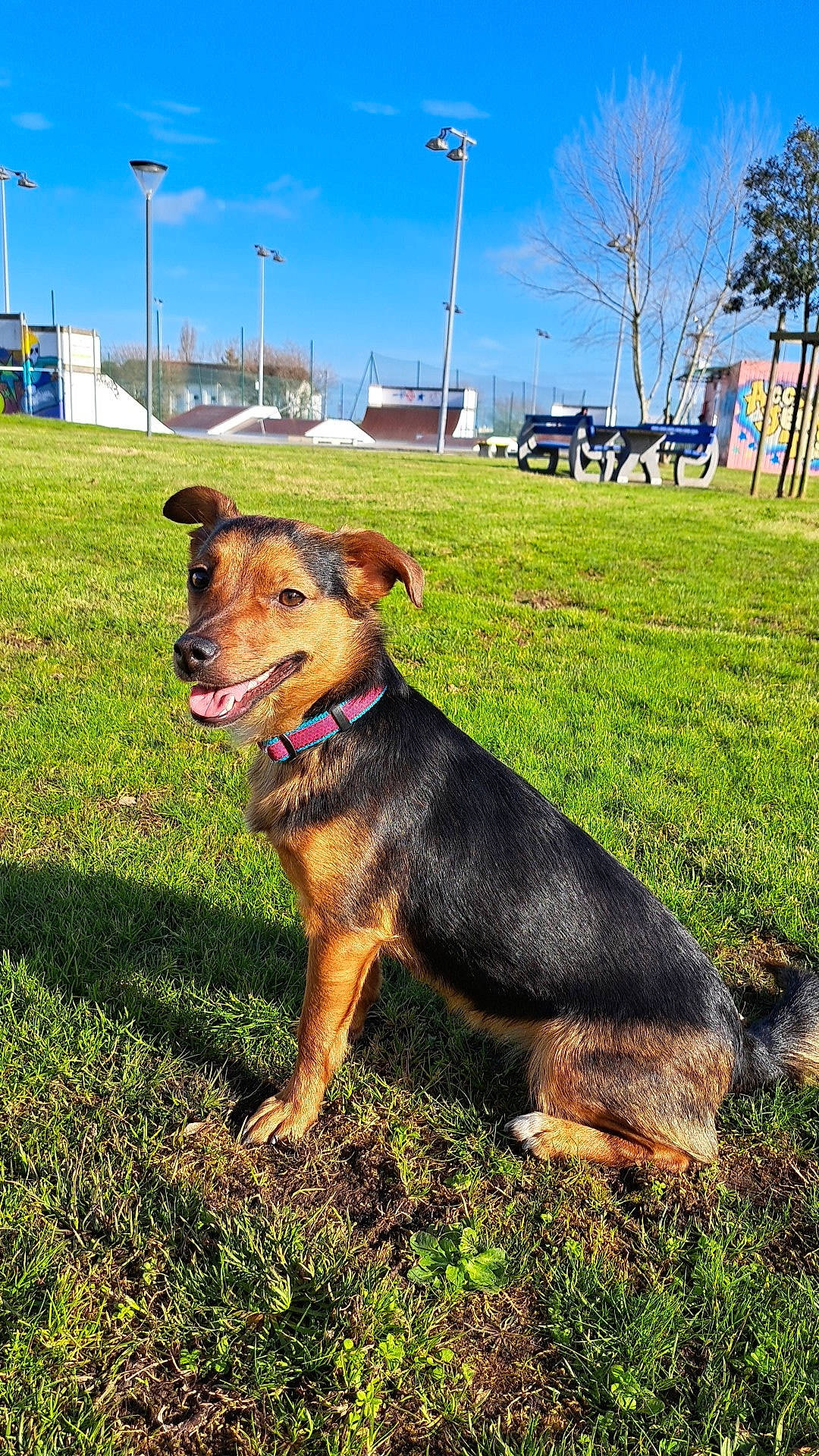Molly a rejoint le concours — aidez-le/la à gagner de superbes lots ! airedale_terrier, canidae, carnivore, collar, companion_dog, dog, dog_breed, fawn, grass, grassland, guard_dog, landscape, plant, rural_area, sky, sporting_group, tail, tree, working_animal, working_dog