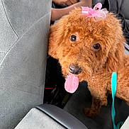 Coco is registered to the contest to win money with this photo: adorable, animal, bow, brown, car_interior, closeup, companionship, curious, cute, dog, fluffy, indoor, leash, looking, person, pet, playful, poodle, seat, tongue_out
