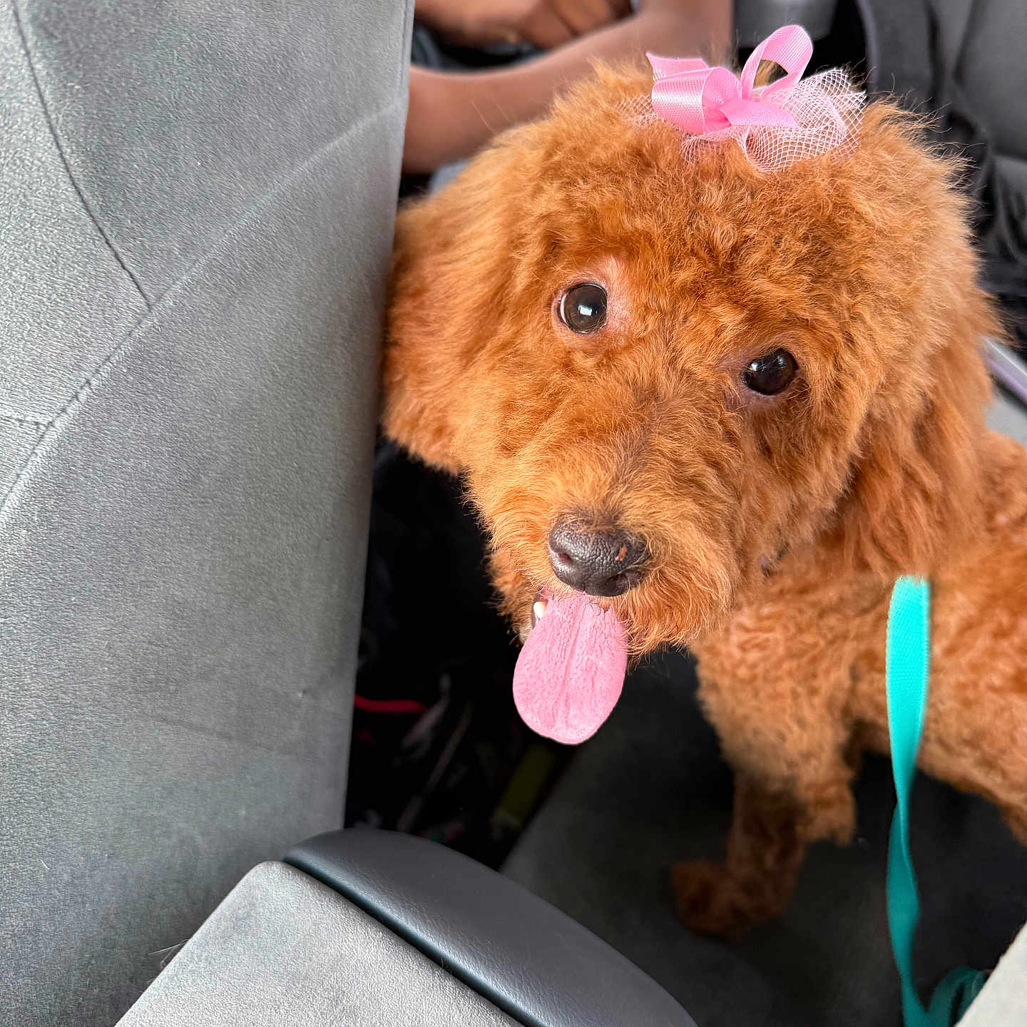 Coco is registered to the contest to win money with this photo: adorable, animal, bow, brown, car_interior, closeup, companionship, curious, cute, dog, fluffy, indoor, leash, looking, person, pet, playful, poodle, seat, tongue_out