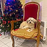 Abby participe au concours pour gagner de l'argent avec cette photo : blanket, chair, christmas_tree, cozy, decorations, dog, festive, furniture, green, holiday, indoor, lights, ornaments, pet, red, relaxing, small_dog, tile_floor, warm, wood