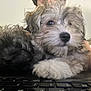 Abby participe au concours pour gagner de l'argent avec cette photo : puppies, dog, fluffy, cute, indoor, keyboard, closeup, pet, animal, soft_light, curious, cozy, furry, young, two_animals, companion, domestic, friendship, resting, playful