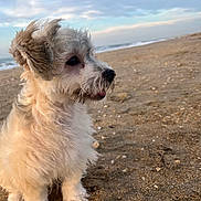 Abby participe au concours pour gagner de l'argent avec cette photo : animal, beach, calm, canine, clouds, coast, curious, cute, dog, fur, nature, outdoor, pet, puppy, sand, sea, sitting, sky, small_dog, water