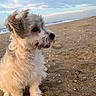 animal, beach, calm, canine, clouds, coast, curious, cute, dog, fur, nature, outdoor, pet, puppy, sand, sea, sitting, sky, small_dog, water