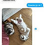 dog, floor, wooden_floor, couch, pet, indoor, relaxed, fluffy, playing, lying_down, sitting, brown_dog, white_dog, cozy, home, conversation, text_message, casual, companion, domestic