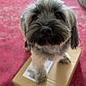 Aloha participe au concours pour gagner de l'argent avec cette photo : animal, cardboard_box, close_up, curious, cute, dog, domestic, ears, floor, fluffy, four_legs, fur, household, indoor, looking_up, pet, red_carpet, small_dog, snout, whiskers
