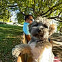 dog, bench, man, sunglasses, tree, park, grass, sunlight, shadow, outdoor, pet, fur, canine, relaxing, nature, daytime, leaves, person, animal, portrait