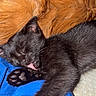 adorable, animal, black_cat, blue_fabric, close_up, cozy, cute, domestic_cat, feline, indoor, kitten, orange_fur, paw, pet, relaxed, resting, sleeping, soft_texture, tongue_out, young_cat